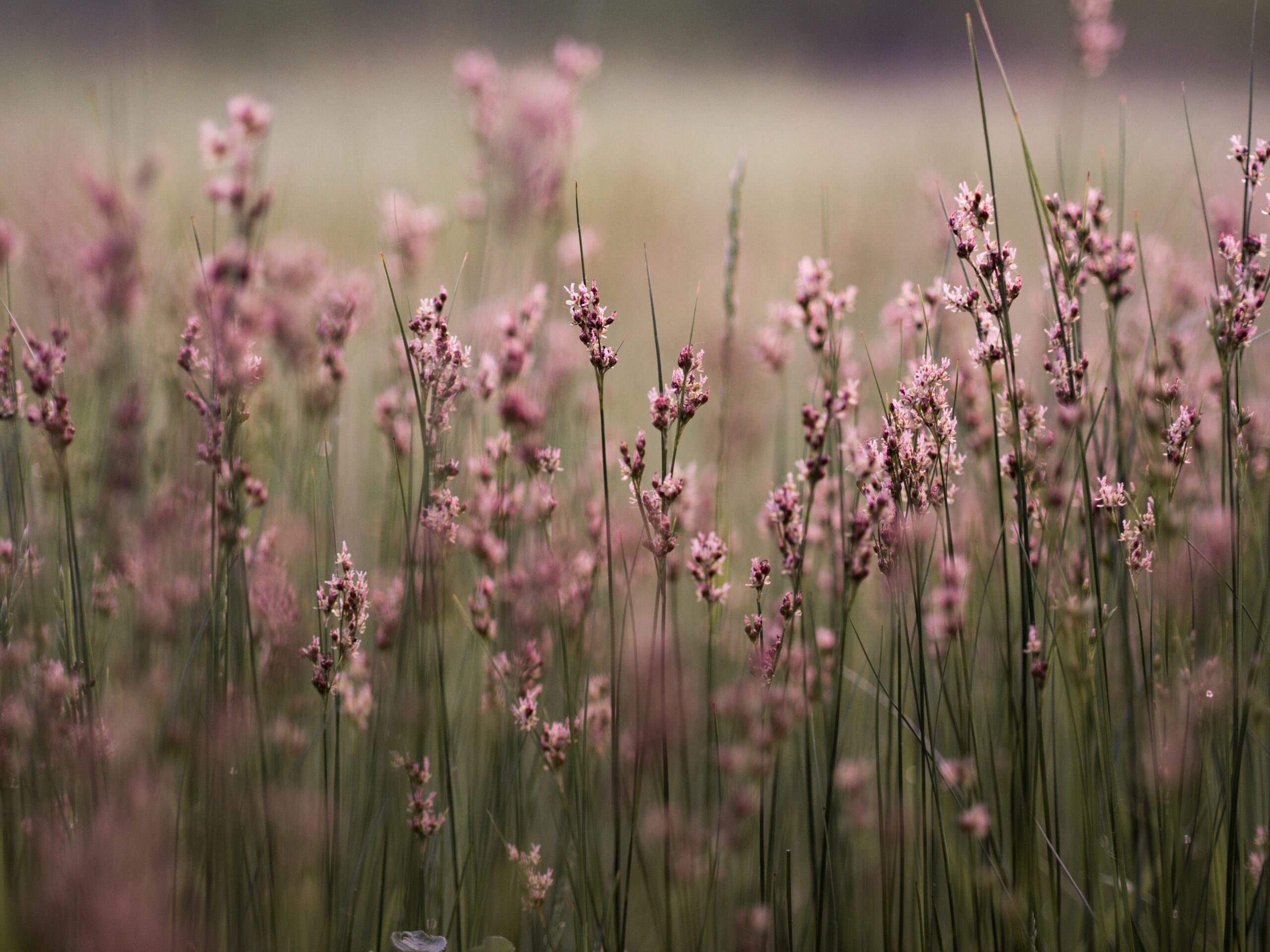 wildflowers reminding you to trust yourself