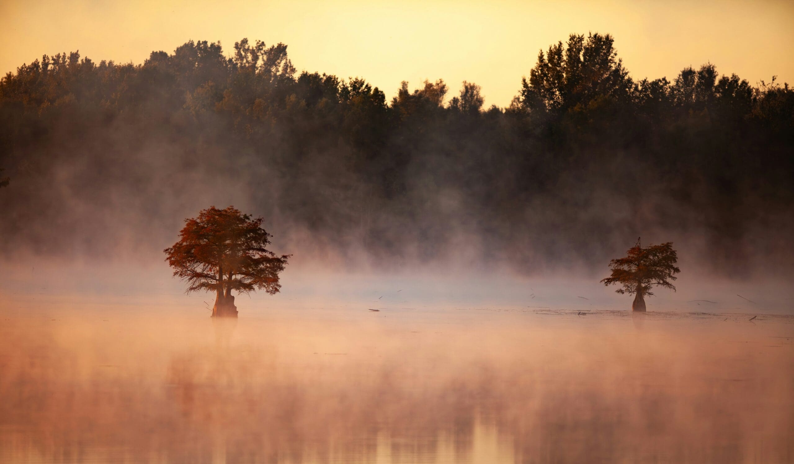 trees in a field at sunset as a reminder of The Hidden Cost of High-Functioning Success