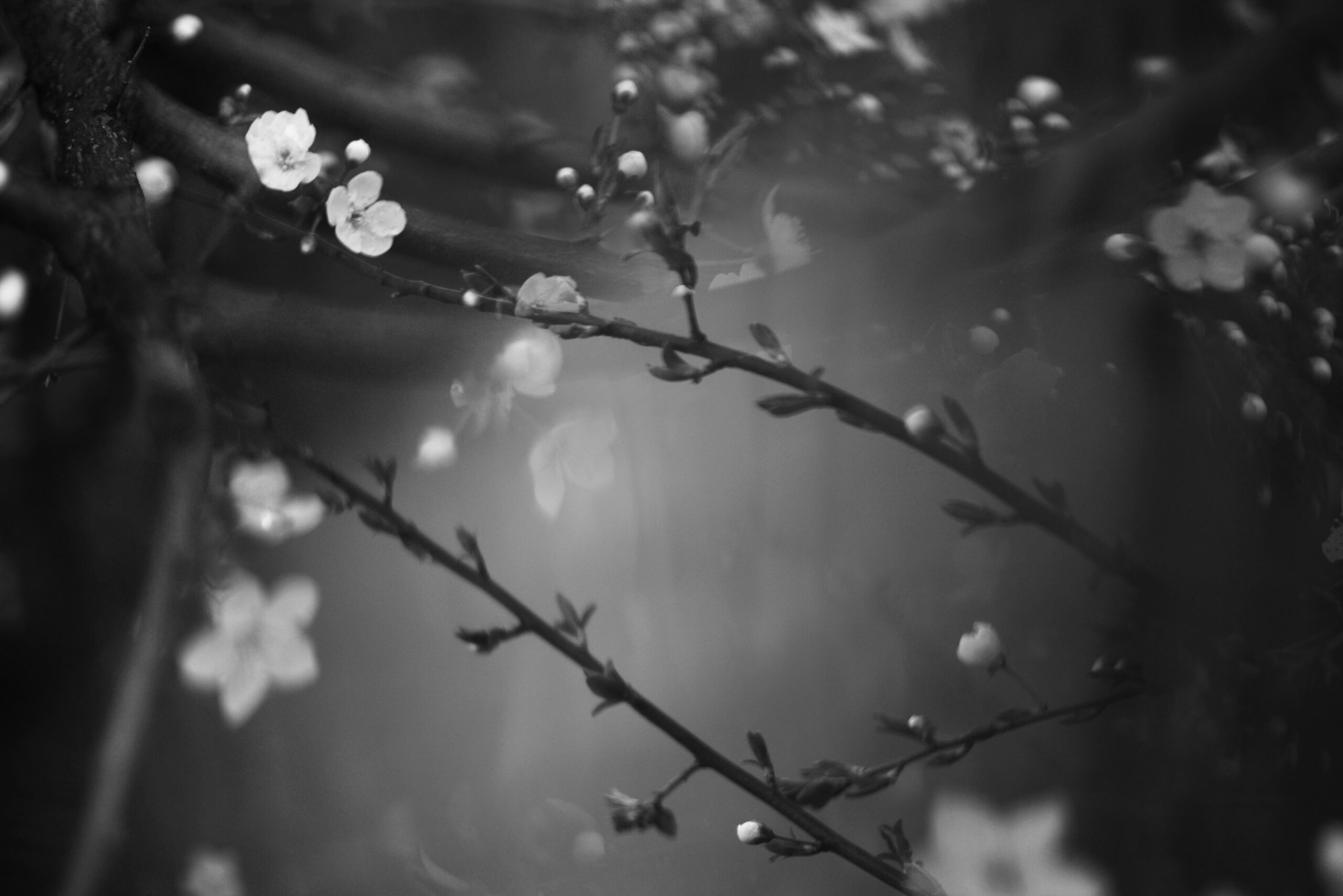 emotional floral image in darkness to show how to heal a dysregulated nervous system